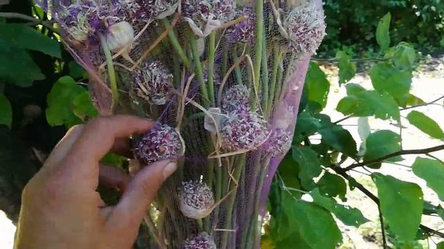 Как правильно дозаревать воздушку смотреть онлайн