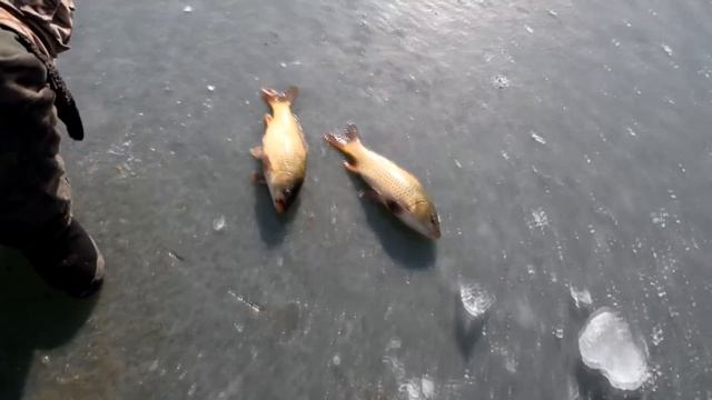 Ловля сазана на сало. Зимняя рыбалка в Казахстане. смотреть онлайн