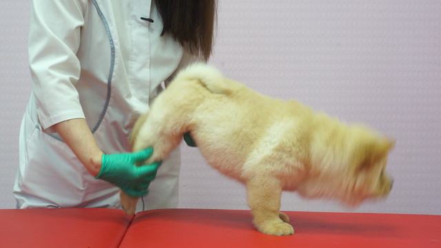 Массаж "Юниор" смотреть онлайн