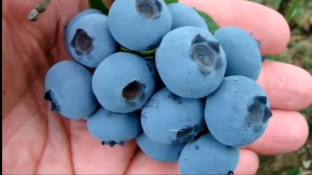 Голубика высокорослая смотреть онлайн