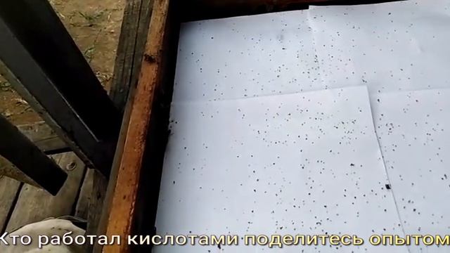 Муравьинка-последний шанс уничтожить клеща Варроа.Пасека Антон(Волгодонск)Лиманский. смотреть онлайн