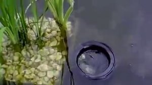Скиммер для пруда и водоема