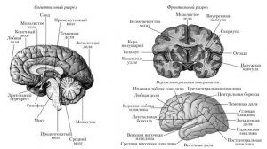 Мозг человека (рассказывает профессор Александр Каплан)