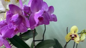 Летнее цветение орхидей 2024