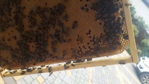 Как спасти пчелинную семью без матки. Ранняя весна. Пропала матка.