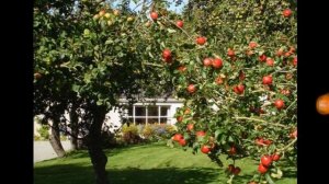 КТО ЧЕМ БОГАТ--басня--Алексей Кокорин--