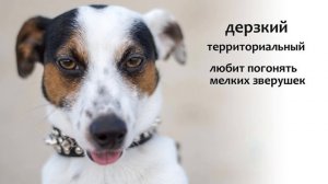 Терьеры, характер, породы.