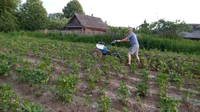 Третье окучивание картофеля мотоблоком Нева