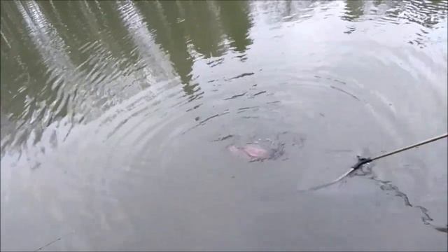 После запуска форель клюёт как на железо так и на резину. Спорт-зона. смотреть онлайн