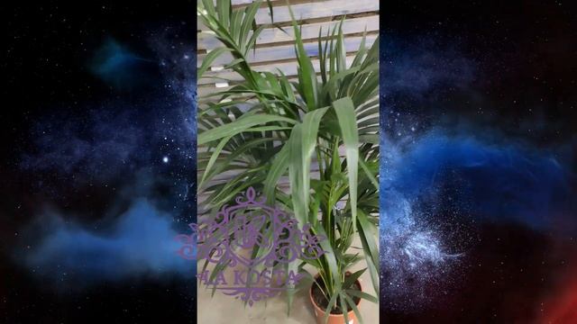 Ховея Форстериана смотреть онлайн