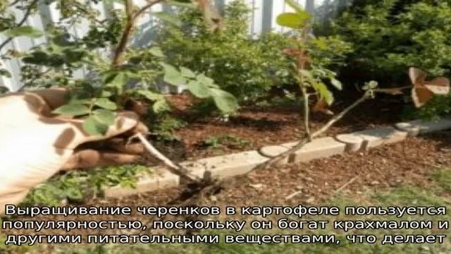 Инструкция для начинающих садоводов: как размножить плетистую розу черенками летом поэтапно