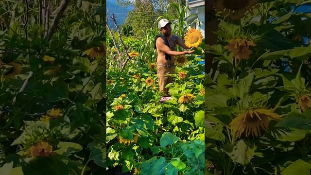 Elmo GoBoy In his Giant Mongolian Sunflower Patch #sunflowers #garden #homestead #urbanfarming