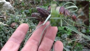 Лесные растения заслуживают, что бы их сажали в цветниках!