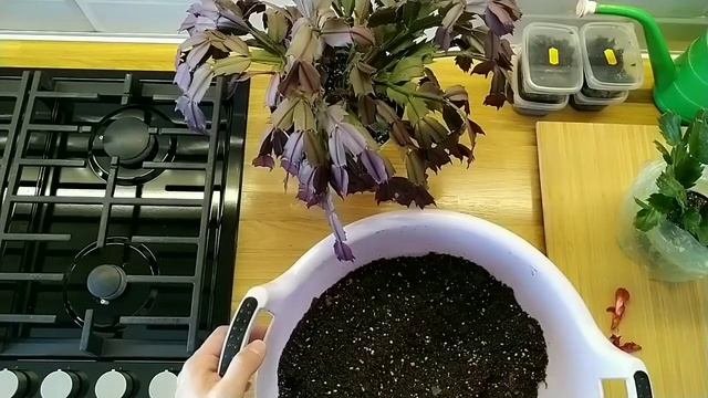 ШЛЮМБЕРГЕРА ошибки выращивания,перелив растения