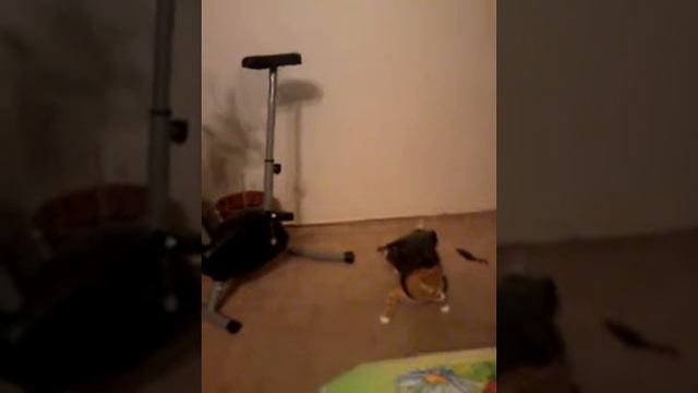 Черный ПЛАЩ! :3