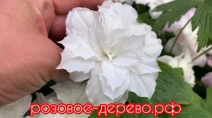 Триллиум Грандифлора(махровый) Flore Plano