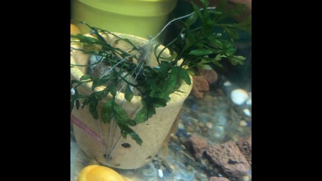 Как остановить размножение улиток в аквариуме смотреть онлайн