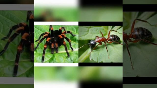 Адеп 4 -класс