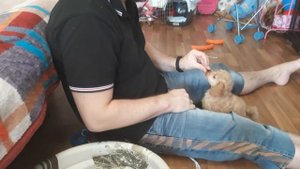 Начало дрессировки щенка. Условное подкрепление.