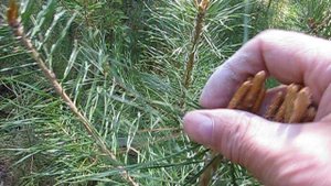 За сосновыми почками, как природному средству от многих болезней