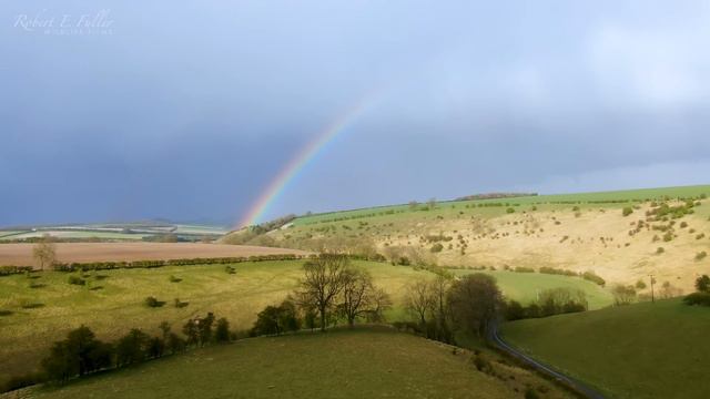 Adopted Tawny Owl Chicks First Days Full of Drama | Luna & Bomber | Robert E Fuller смотреть онлайн