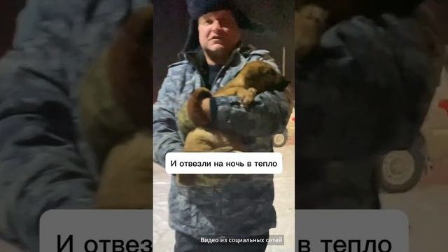 Это видео из Тверской области о щенках, выброшенных на мороз и спасенных сотрудниками полиции