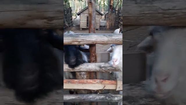 в зоопарке Ульяновска 1 смотреть онлайн