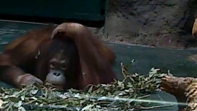 Смешная обезьяна смотреть онлайн