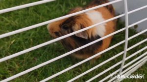 Кекса больше нет...