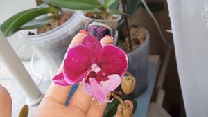 ЗАЦВЕЛА орхидея из Фласки #фласка #цветоносы #орхидеи #phalenopsis