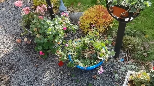 Вырезала, выкинула, начеренковала. Готовлю ПЕЛАРГОНИЮ к зимовке смотреть онлайн