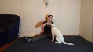 ДРЕССИРОВКА СОБАК| КАК НАУЧИТЬ СОБАКУ ДАВАТЬ ЗАДНЮЮ ЛАПУ| КОМАНДА ПОЛЗИ| КОМАНДА РАЗВЕРНУТЬ КОВРИК