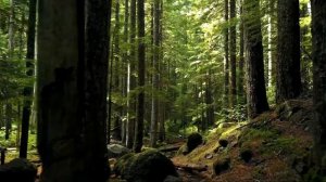 Звуки природы для сна