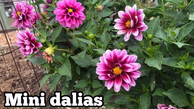 MAS DE 55 NOMBRES DE PLANTAS QUE TIENES QUE SABER смотреть онлайн