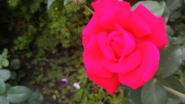 Очень красивые КРАСНЫЕ РОЗЫ, цветы ,крупный план, красивая природа в 4К,очень красивые цветы смотреть онлайн