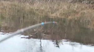 Рыбалка на поплавочную удочку. Ловля гольяна.
