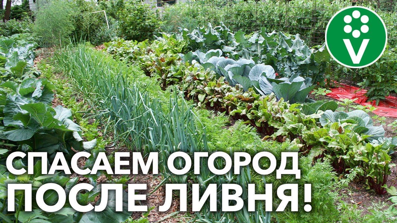 КАК ПОМОЧЬ РАСТЕНИЯМ ПОСЛЕ СИЛЬНЫХ ДОЖДЕЙ?! Устраняем последствия ливней на огороде!
