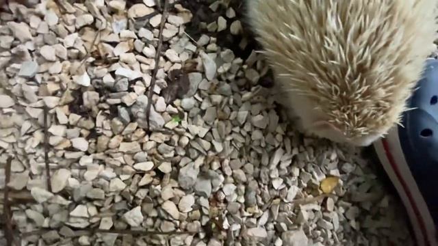 Ёжик Снежа пьёт молоко, ворон Василиса нервничает! смотреть онлайн