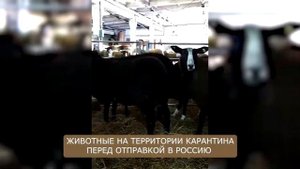 Племенные овцы Цвартблес! Овцеводство, как бизнес? Купить овец в России! Разведение овец Цвартблес