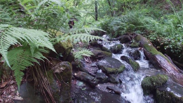 Красная поляна, ручей. Тропа здоровья. смотреть онлайн