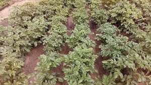 Картошка в гребнях. Месяц после посадки.