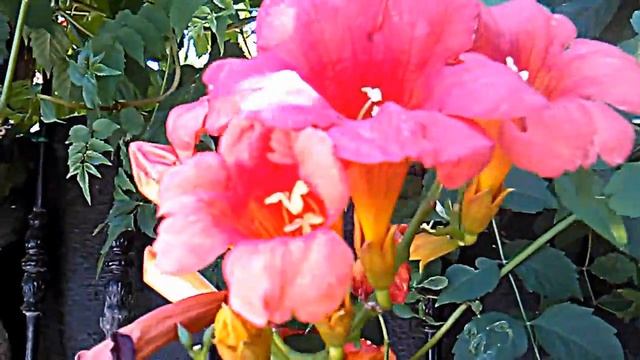 planta de Bignonia roja смотреть онлайн