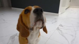 ОХОТА НА СИРЕНОГОЛОВОГО И КАРКУН КЭТА В РЕАЛЬНОЙ ЖИЗНИ. БРОС ШОУ ПЕТ