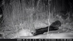 Бобр декабрь 2022, фотоловушка.