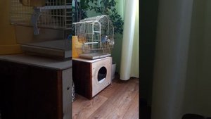 Нападение кошки на попугая!