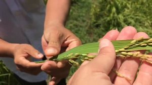 Как растет рис