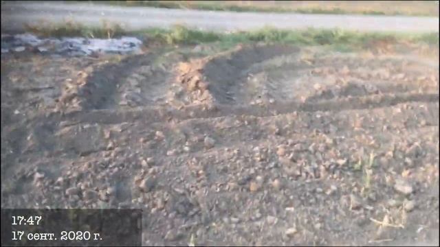 Сорт клубники «Клери» (Clery) смотреть онлайн