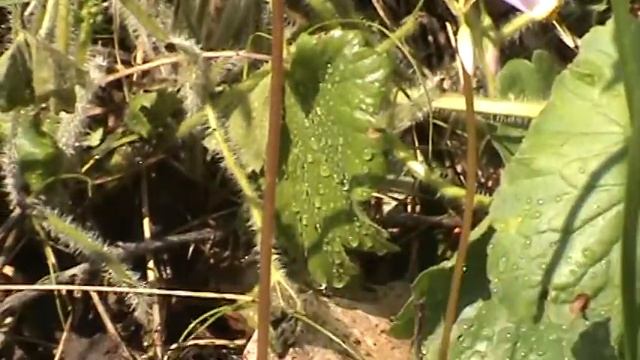 Minnesota Native Plant - Prairie Shooting Star (Dodecatheon Meadia var Meadia) смотреть онлайн