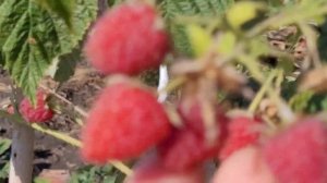 Малинка ремонтантная "Брянское диво", после засухи, первый год/ домашний архив/22.08.22г.