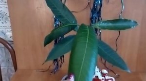 Авокадо  из косточки как посадить  Вырастить Секрет  Avocado how to plant avocado